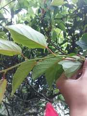 Actinidia rufa
