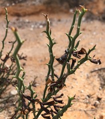 Daviesia brevifolia