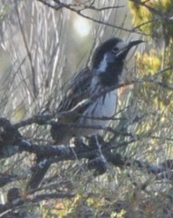 Purnella albifrons