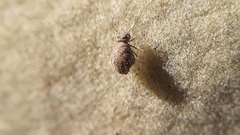 Sminthuroidea