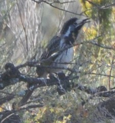 Purnella albifrons