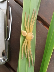 Neosparassus salacius