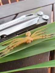 Neosparassus salacius