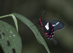 Parides agavus