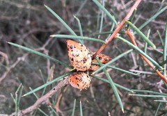 Hakea mitchellii