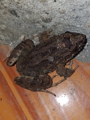 Leptodactylus colombiensis