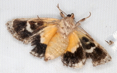 Zalissa catocalina