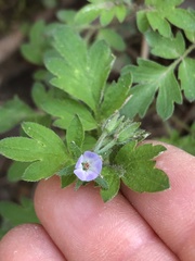 Phacelia covillei