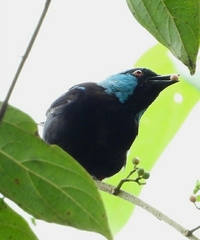 Dacnis venusta
