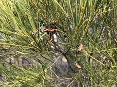 Acacia rigens