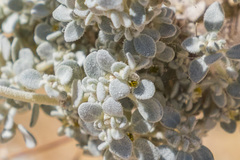 Tidestromia suffruticosa