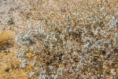 Tidestromia suffruticosa