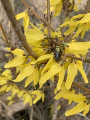 Dolerus nitens
