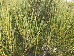 Acacia rigens