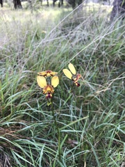 Diuris corymbosa