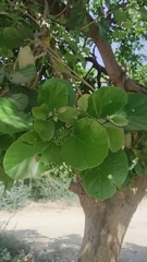 Cordia dichotoma