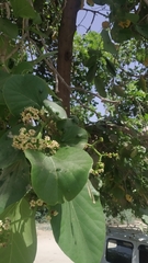 Cordia dichotoma
