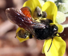 Andrena prima