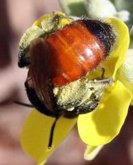 Andrena prima