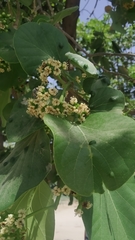 Cordia dichotoma