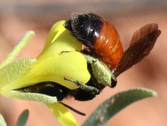 Andrena prima