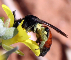 Andrena prima
