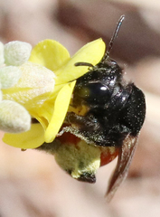 Andrena prima