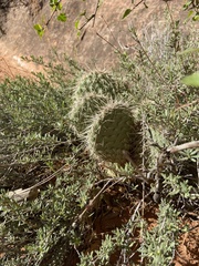 Opuntia polyacantha erinacea