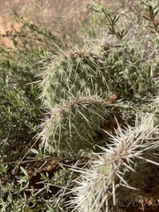 Opuntia polyacantha erinacea