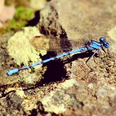 Argia funebris