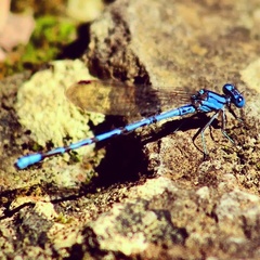 Argia funebris