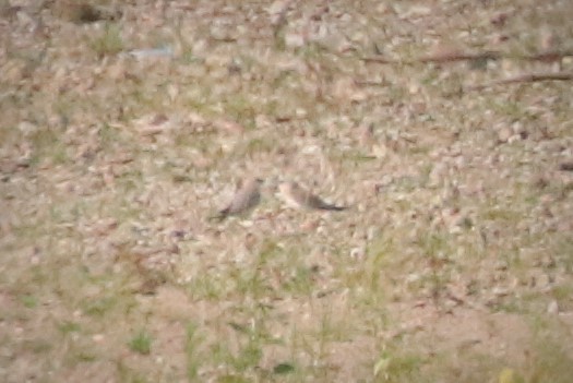 Small Pratincole
