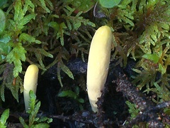 Clavariadelphus ligula