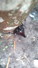 Xylotrupes beckeri