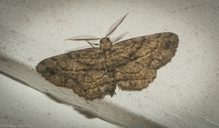Boarmia curtaria