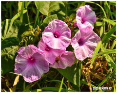 Ipomoea carnea