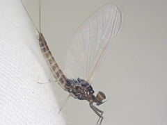 Baetis bicaudatus