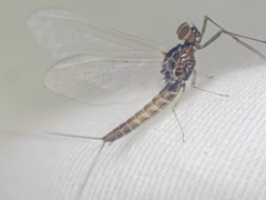 Baetis bicaudatus