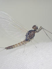 Baetis bicaudatus