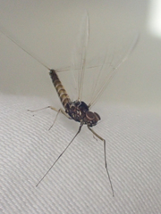 Baetis bicaudatus