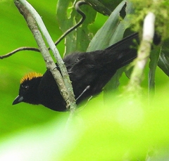 Tachyphonus delatrii