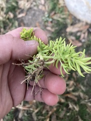Sedum mexicanum