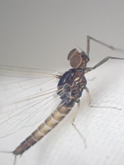 Baetis bicaudatus