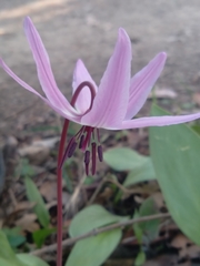 Erythronium hendersonii