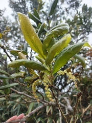 Quercus sessilifolia