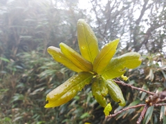 Quercus sessilifolia
