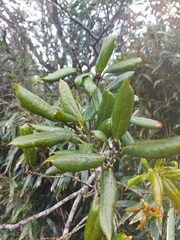 Quercus sessilifolia