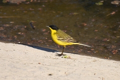 Motacilla flava feldegg