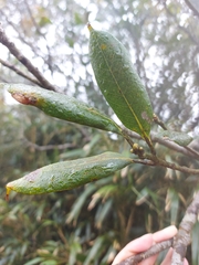 Quercus sessilifolia