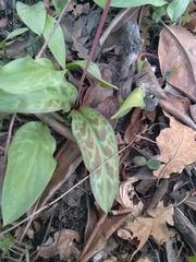 Erythronium hendersonii